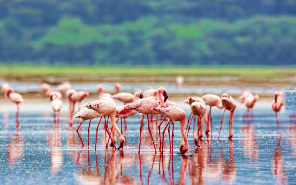 Flamingoes 1 (1)