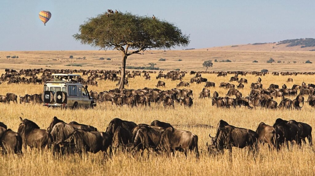 maasai-mara-8_1