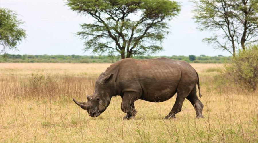 maasai-rhino-1-1024×683-1-qfn48f3thqipdjzpgwwpc65twi61d6v9rreajzt1mw